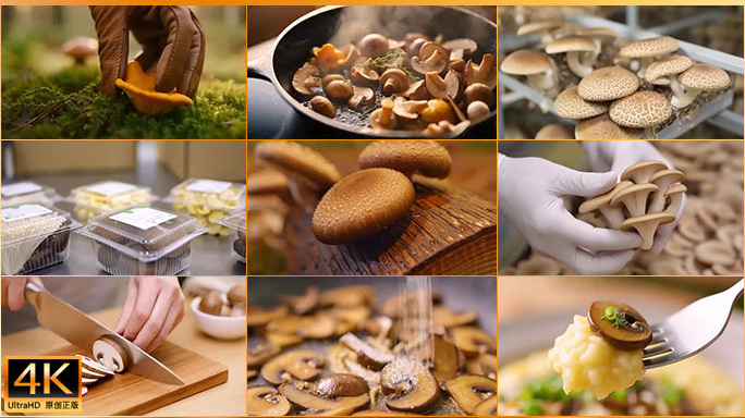 新鲜菌菇种植产供链 蘑菇产业链广告宣传片
