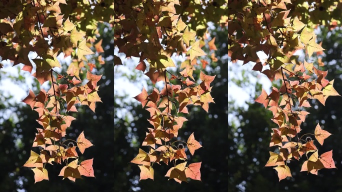 阳光下的枫叶升格