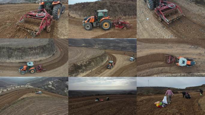 （中药材）银柴胡采收