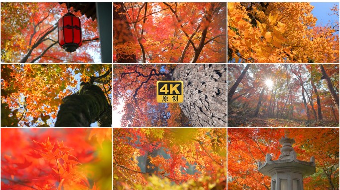 秋天红叶林阳光美景