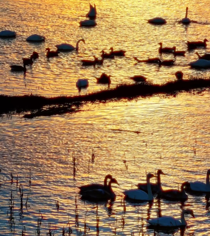 夕阳下的天鹅群