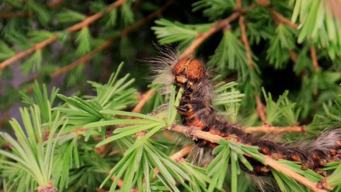 【4k原创】松毛虫啃食枝叶