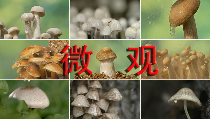 森林菌类生长大自然生态微观微距摄影野生菌