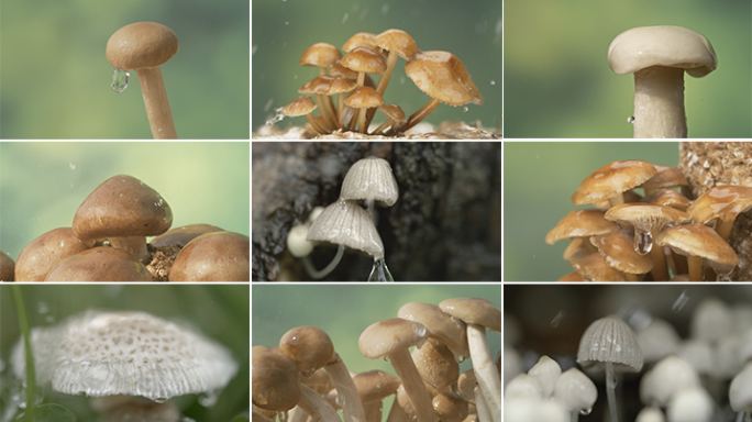 森林菌类生长大自然生态微观微距摄影野生菌