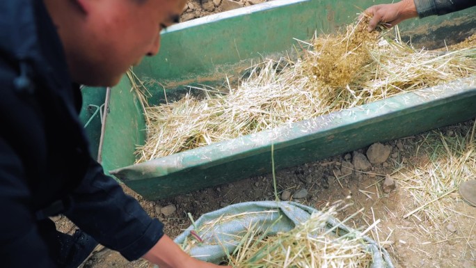 高原牧场牦牛养殖日常