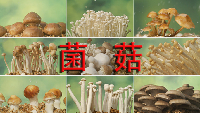 菇菌菇蘑菇食用菌各类新鲜蘑菇特写镜头