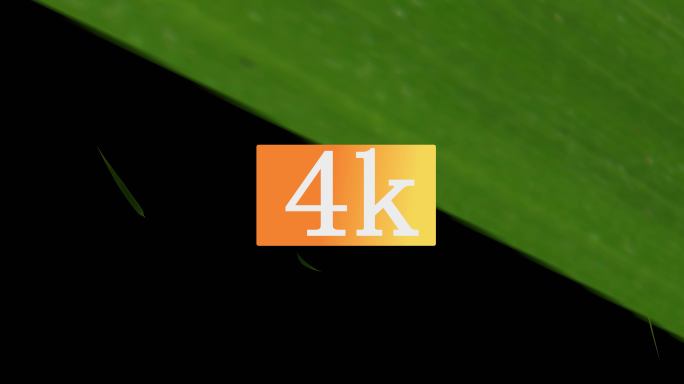 竹叶飘落转场4k带通道