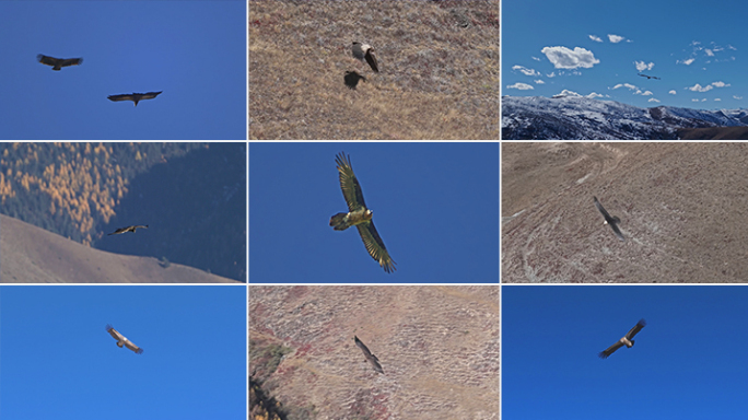 鹰老鹰雕金雕雄鹰翱翔飞翔飞行猛禽大鹏展翅