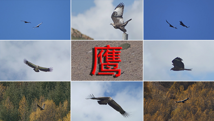 鹰老鹰雕金雕雄鹰翱翔飞翔飞行猛禽大鹏展翅