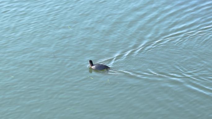绿头浅鸭湖面游弋 城市湖景野鸭群