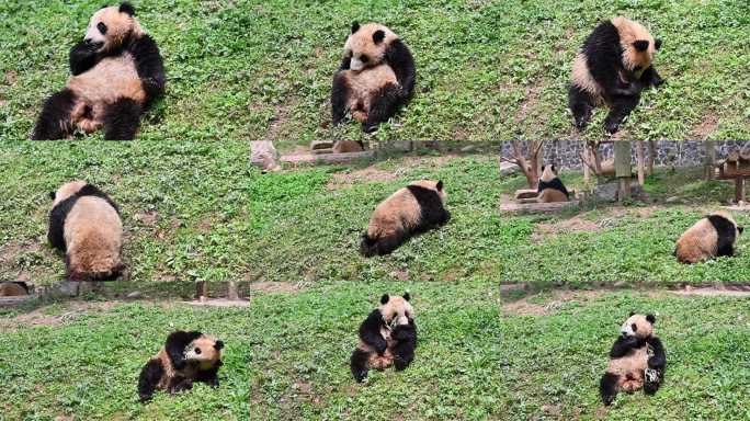 可爱熊猫仔仔自娱自乐