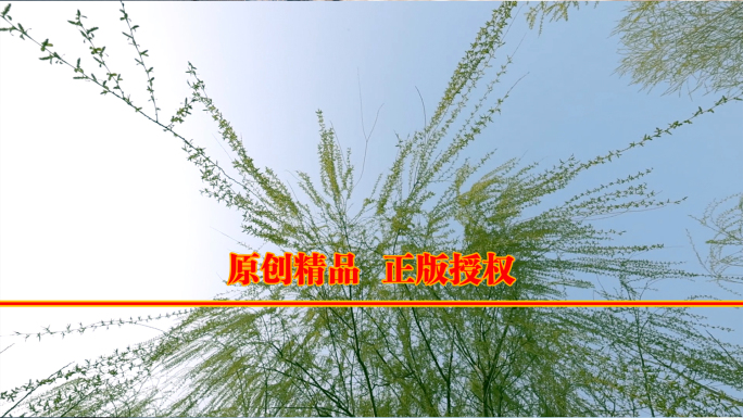 春雨中的嫩绿柳枝