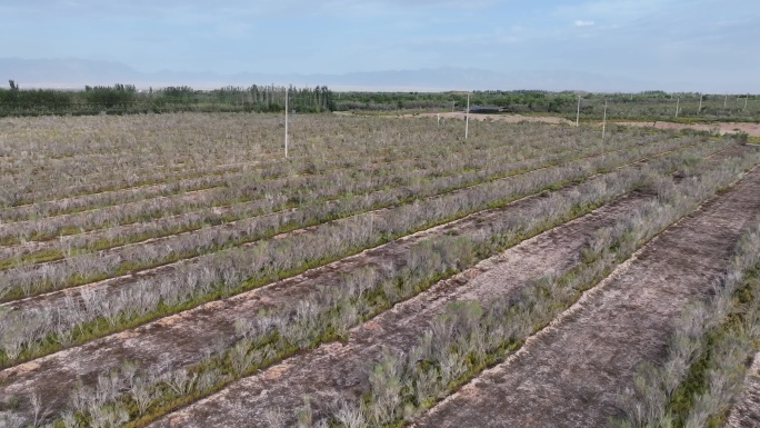 航拍沙漠植被绿色生态防护林沙漠治理