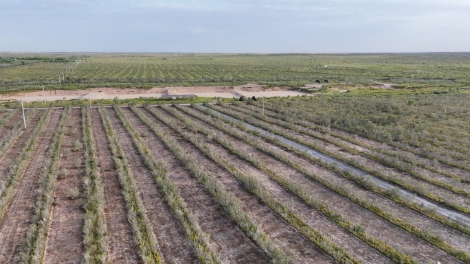 航拍沙漠植被绿色生态防护林沙漠治理