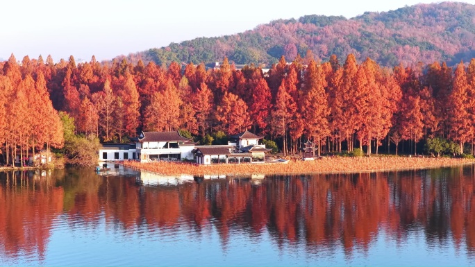 杭州西湖曲院风荷秋色4K原素材