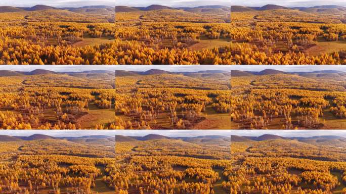 阿尔山金色秋季航拍