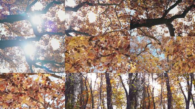 秋天枫树阳光树叶