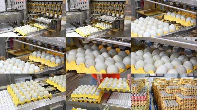 皮蛋鸭蛋打包装箱