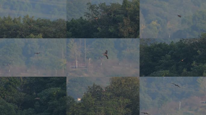 森林上翱翔的雄鹰原始升格素材