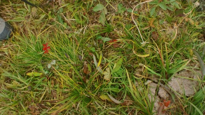 复古胶卷相机躺在草地上，摄影师伸手去摘野花。