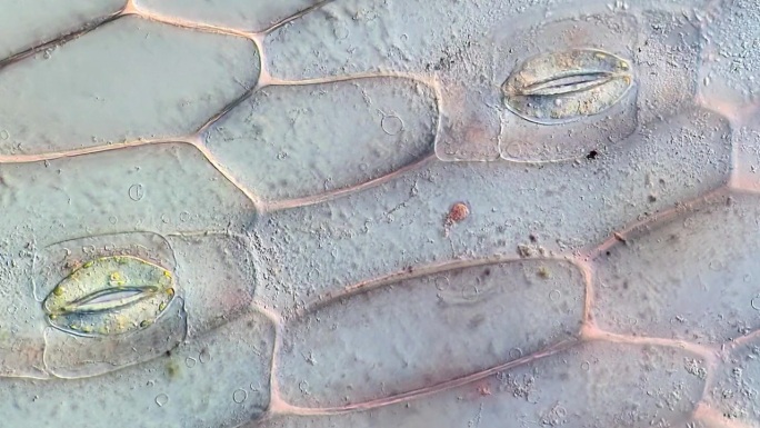 植物气孔的详细微观结构