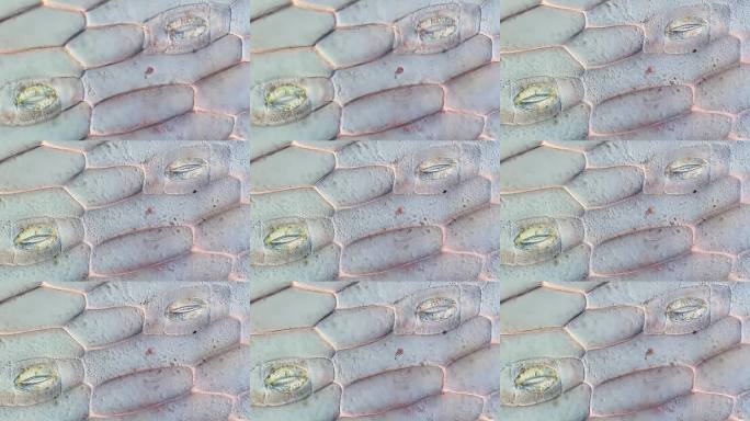 植物气孔的详细微观结构