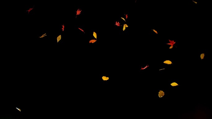 五彩秋叶在黑色背景上超慢动作落下