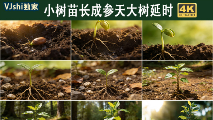 种子到参天大树的成长历程