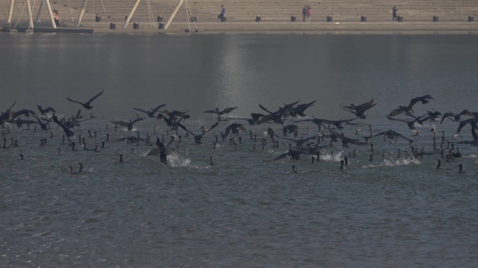 群鸟湖面捕食瞬间万鸟齐飞生态美景