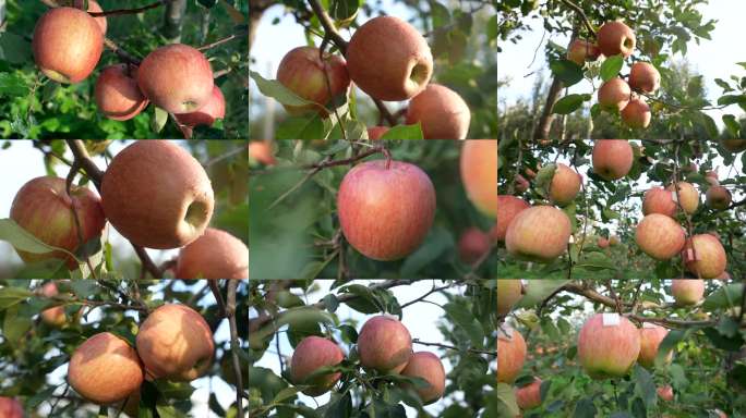 苹果 红苹果 红富士 成熟 丰收