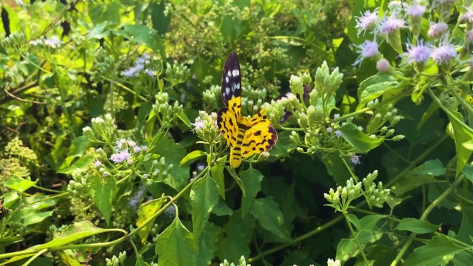 镜头推近，聚焦于一只憩息在随风摇曳的暹罗草花上的虎蛾
