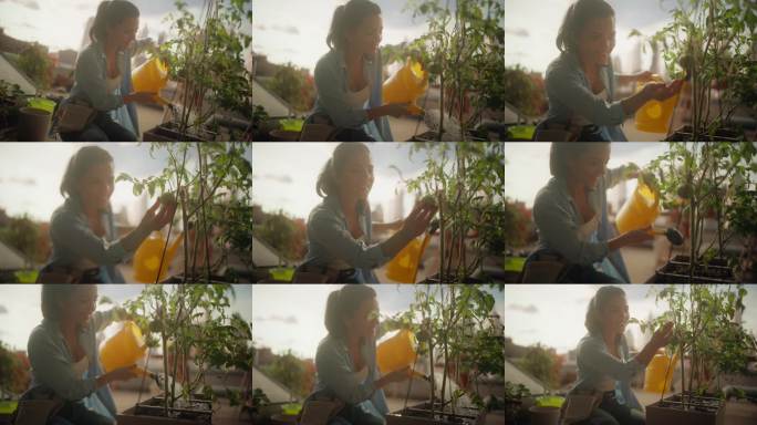 微笑着的女性园丁跪在城市屋顶，在日落时分浇灌和检查容器中的番茄植物，享受宁静的城市农业、阳台种植和可