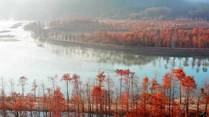 安徽皖南川藏线秋日雾中行驶的小船与红杉林