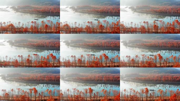 安徽皖南川藏线秋日雾中行驶的小船与红杉林