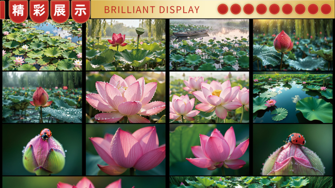 雨后荷花与瓢虫特写荷花盛开夏日美景