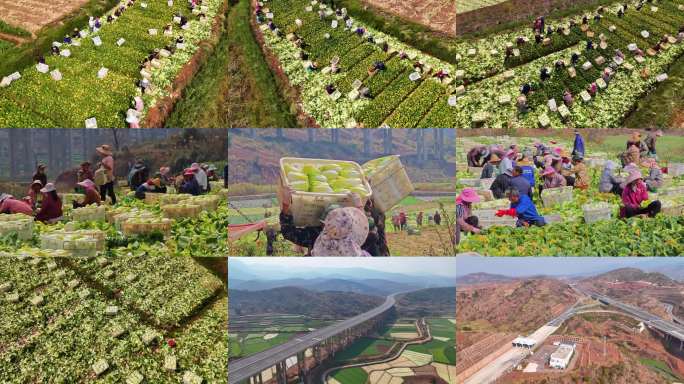 娃娃菜采摘云南蔬菜丰收2