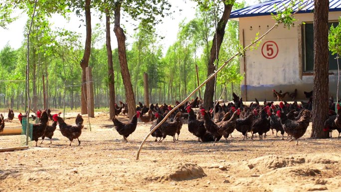 散养土鸡群觅食场景