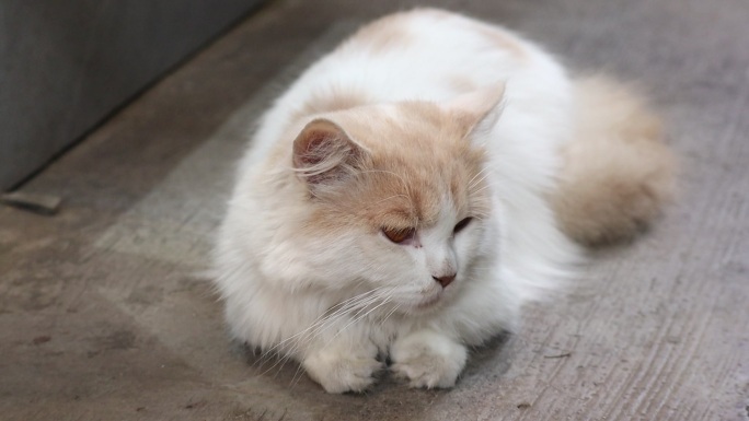 橘白猫被抚摸的惬意瞬间