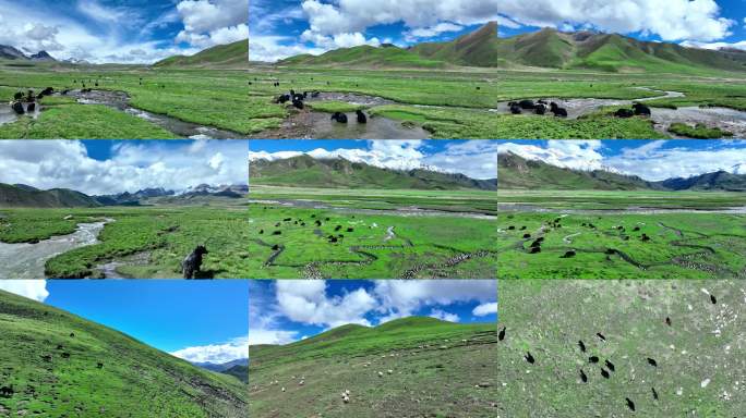 高原牧场牦牛群