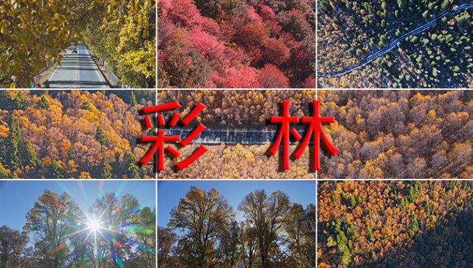 彩林航拍 红叶 黄叶 枫树 沙树 松树