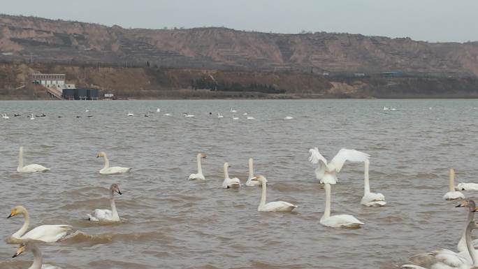 天鹅群游湖面景观