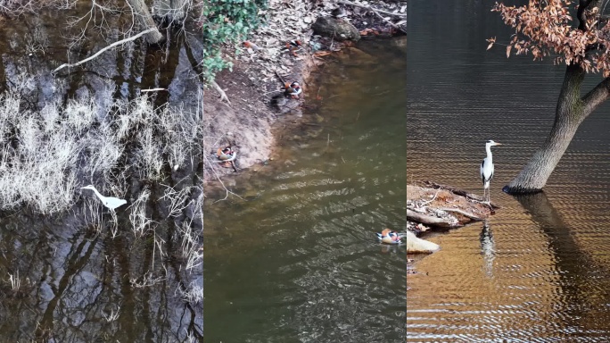 冬日湖面水鸟栖息