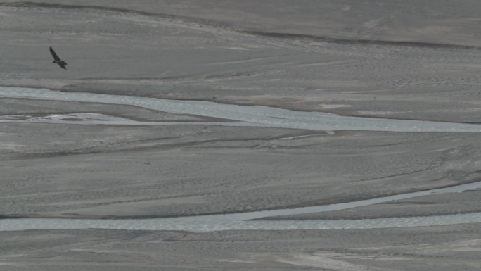 高原雄鹰展翅飞翔，空中格斗