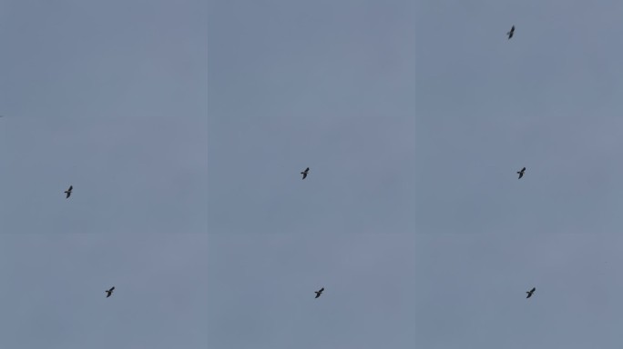 高原雄鹰展翅飞翔，空中格斗