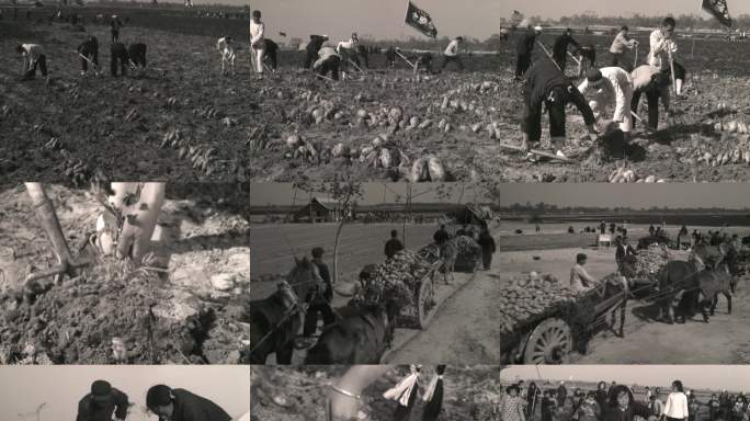 50年代60年代红薯丰收收红薯