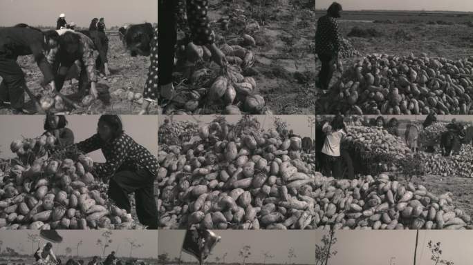 50年代60年代红薯丰收收红薯