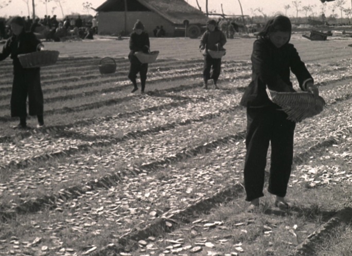 50年代晾晒红薯干