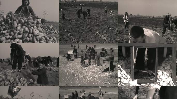 50年代红薯丰收