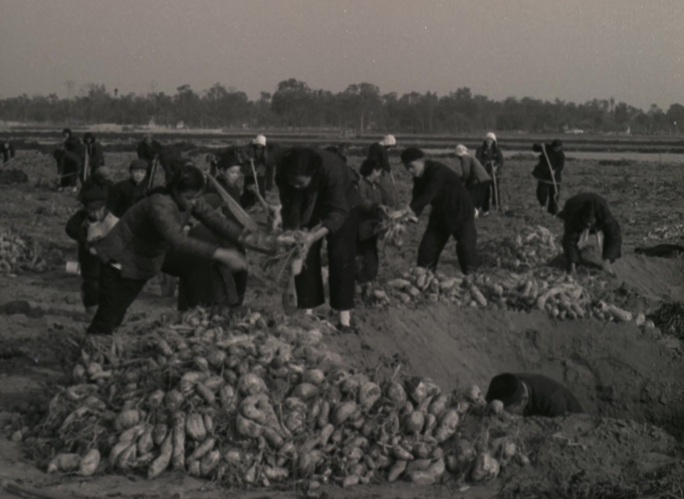 50年代红薯窖藏