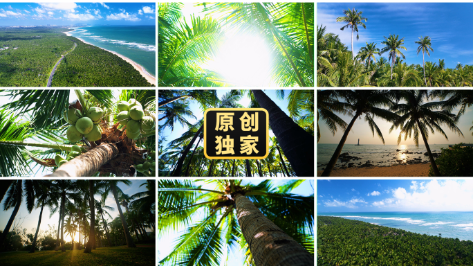 椰子树椰树热带椰林风光椰风海韵阳光海滩